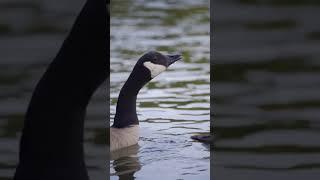 Canada goose #goose #hunting