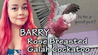 Rose Breasted Galah Cockatoo Care