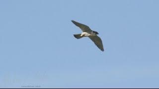 Wanderfalke im Flug, Peregrine falcon in flight