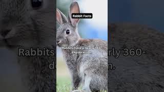 Amazing Rabbit Facts: 360-Degree Vision! #Shorts