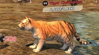 The Wolf - Tiger Champion 