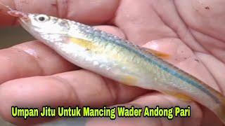 Mancing Ikan Wader Pari Andong Umpan Cacing-Mancing Ikan Di Sungai-Micro Fishing