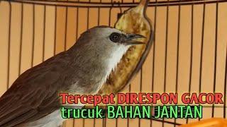 Trucuk BETINA Memanggil Jantan NGALAS NGECUPLIK Cepat Jadikan trucukan gacor dengan CEPAT