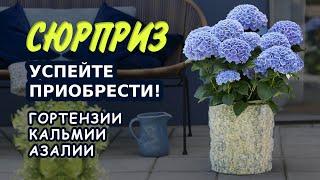 Саженцы гортензий, саженцы кальмии, саженцы азалии. Продажа