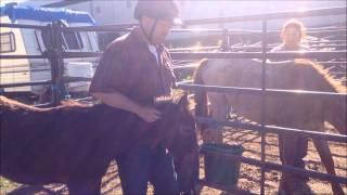 Hermes Adopts Vincent Mancarella during the ROTH Foal Gentling Event