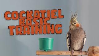 Cockatiel training : Basic approach (beginner stage)