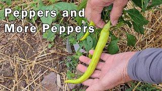 Peppers and More Peppers - A Tour Of The Peppers We Are Growing