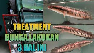 MARU TREATMENT BUNGA INDOOR--LAKUKAN 3 HAL INI BIAR MARU PANEN BUNGA