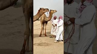 The real money game #syedfahad