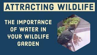 Attracting Wildlife - The importance of water in your wildlife garden