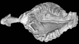 Partially shelled turtle, Eunotosaurus africanus