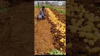 Digging fresh potatoes on the from satisfying #shorts #editing #viral video 