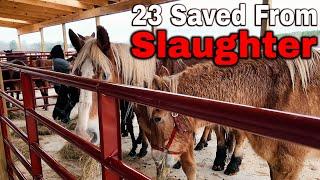 Almost Live Assessment and Buyout - 23 Saved from Slaughter!