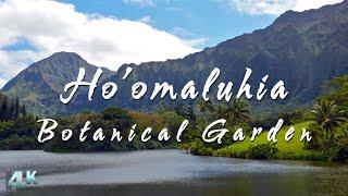 Hoomaluhia Botanical Garden Virtual Walk | Kaneohe, Oahu  Hawaii 4K Tour