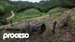 Los Chimalapas: Devastación al amparo de un conflicto territorial