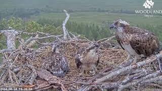 Dorcha the Loch Arkaig Osprey returns after the fish fairies have fed the chicks 28 Jun 2024