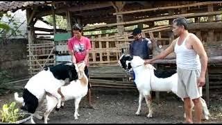 Kambing minta kawin || Goat Breeding || Breed of the goat || Bu Murniati