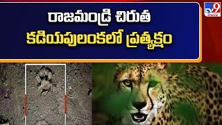 Operation Leopard in Rajahmundry : రాజమండ్రి చిరుత కడియపులంకలో ప్రత్యక్షం | AP News - TV9