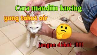 CARA MANDIIN KUCING YANG TAKUT AIR || TUTORIAL