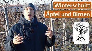 Obstgarten im Januar - Winterschnitt bei Kernobst, Kräuselkrankheit vorbeugen, Wildverbiss