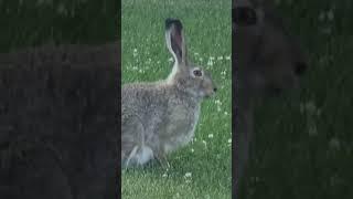 #동네마실나온 야생 산토끼 ~Canadian wild rabbit