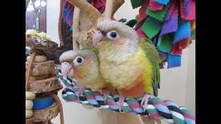 Video #5 -- Yoshi and Leo Pineapple Green Cheek Babies