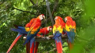 MACAW RECOVERY NETWORK, PUNTA ISLITA, COSTA RICA