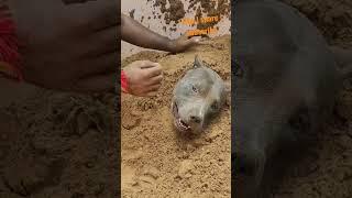 cammander ka sand cessel #aakashmansotra #pitbull #ytshorts