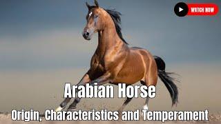 Arabian Horse - Origin, Characteristics and Temperament In California, United States