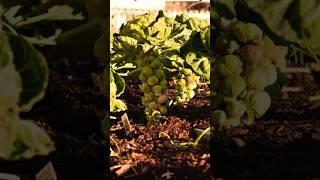 Growing Brussels Sprouts in the Fall & Winter for Success!  #fallgardening #brusselssprouts