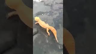 Hewan Aneh||Kadal Gecko#shortsvideo #gecko #geckoleopard