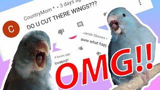 DO U CUT THEIR WINGS?? Q&A | Flock Talks