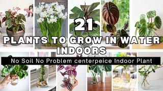 21 Stylish Indoor Plants to grow in Water centerpiece Model️ l | No more soil needed to grow