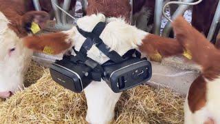 Why These Cows Are Wearing VR Glasses