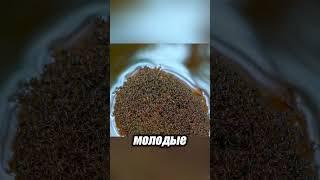 Муравьи спасают свою королеву! Живой плот на воде! 