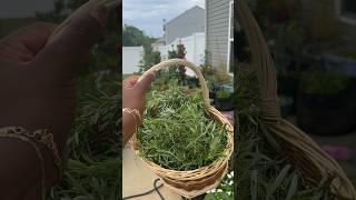 Rosemary! #gardening #garden #gardener #growingfood #explorepage #cooking #recipe #foodie #seasoning