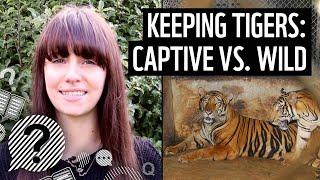 Why breeding tigers for entertainment is not conservation | WWF