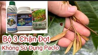 VTNN Phong Điền-Chặn Đọt Sầu Riêng Không Cần Sử Dụng Paclobutrazol#saurieng .