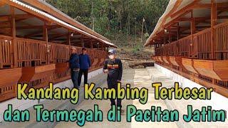 KANDANG KAMBING TERBESAR DAN TERMEGAH DI PACITAN JATIM