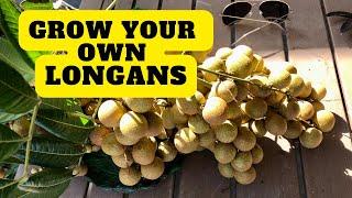 Longans - Grow and Harvest Delicious Northern California Exotic Tropical Fruit