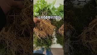 7월 산양산삼 시세