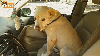 When Dogs Realizing They're Going to the Vet  Funniest Reaction