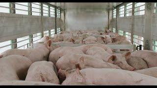 Скотовоз ТОНАР. Правила перевозки свиней, транспортировки животных от профессионалов AGROCARGO.