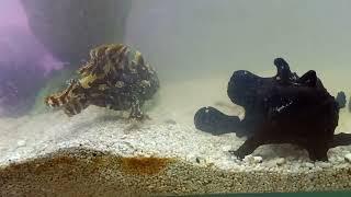 Black Frogfish