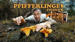 Jetzt ist Zeit für Pfifferlinge! Suchen, finden, sammeln!