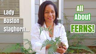 How to Plant & Care for Fern | The Ultimate Guide #ladyfern