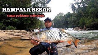 CASTING IKAN HAMPALA BESAR DI SUNGAI PEDALAMAN KALIMANTAN TENGAH.