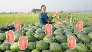 FULL VIDEO : 60 DAYS Harvesting The Red-Fleshed Watermelon Field Goes to the market sell - Phương