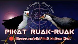 PIKAT RUAK-RUAK  Khusus untuk Pikat Malam Hari