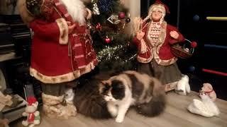 Cats vs cristmas tree